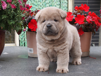 Chow Puppies 2015 - born July 9-2
